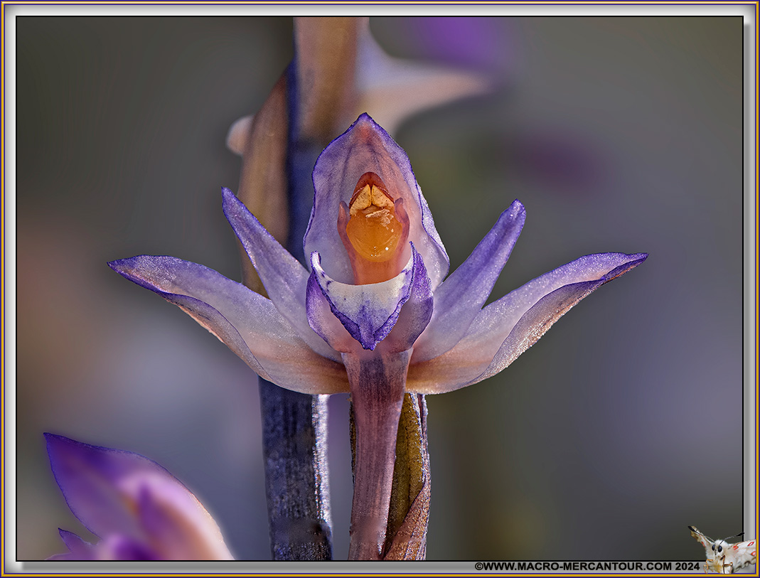 Limodore à feuilles avortées